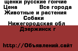щенки русские гончие › Цена ­ 4 000 - Все города Животные и растения » Собаки   . Нижегородская обл.,Дзержинск г.